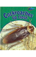 Cockroaches Up Close