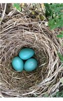 Blue Robin Eggs in a Nest Journal: 150 Page Lined Notebook/Diary