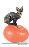 Devon Rex Affirmations Workbook Devon Rex Presents