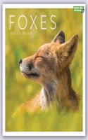 Foxes Square Wall Calendar 2023