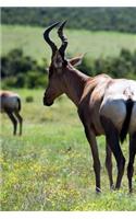 Red Hartebeest Antelope Journal: 150 page lined notebook/diary