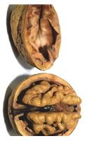 Walnut AKA Brains for Vegetarian Zombie Journal: Take Notes, Write Down Memories in this 150 Page Lined Journal