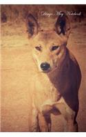 Dingo May Notebook Dingo Record, Log, Diary, Special Memories, To Do List, Academic Notepad, Scrapbook & More