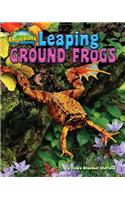 Leaping Ground Frogs