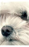 Coton de Tulear Notebook & Journal. Productivity Work Planner & Idea Notepad