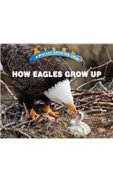 How Eagles Grow Up