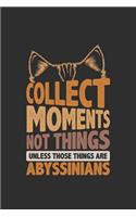Collect Moments Not Things Unless Those Things Are Abyssinians