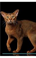 Abyssinian Cat Affirmations Workbook Abyssinian Cat Presents: Positive and Loving Affirmations Workbook. Includes: Mentoring Questions, Guidance, Supporting You.