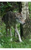 European Wolf Animal Journal: 150 Page Lined Notebook/Diary