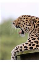 A Sleepy Yawning Leopard Big Cat Journal: 150 Page Lined Notebook/Diary