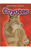 Coyotes