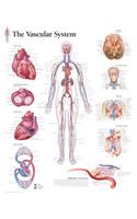 The Pulmonary System Chart