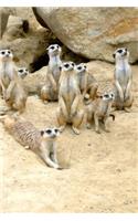 Photogenic Meerkat Family Journal: Take Notes, Write Down Memories in this 150 Page Lined Journal