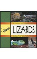 Lizards