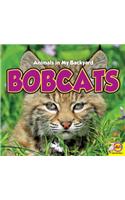 Bobcats