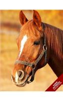 Horse Notebook Collection: (Horse Notebook, Journal, Diary) (Notebook Gifts) Collect Them All