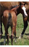 An Adorable Bay Colt with a White Face Horse Journal: 150 Page Lined Notebook/Diary