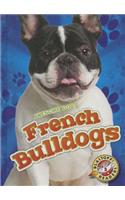 French Bulldogs