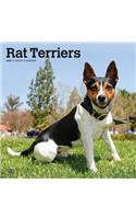 Rat Terriers 2020 Square