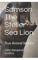 Samson The Steller Sea Lion