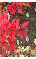 Journal Autumn Foliage Fall Colors