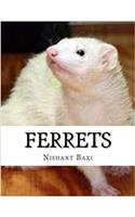 Ferrets