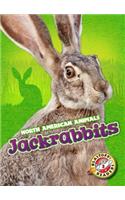 Jackrabbits