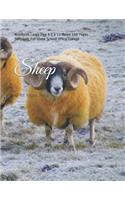 Sheep: Notebook Large Size 8.5 x 11 Ruled 150 Pages Softcover For Home School Office College