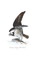 Common Osprey Fish Hawk Composition Notebook