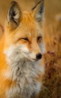 Red Fox: The Largest of the True Foxes and One of the Most Widely Distributed Members of the Order Carnivora, Being Present Across the Entire Northern Hemisp