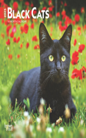 Black Cats 2025 7 X 14 Inch Monthly Mini Wall Calendar Browntrout Animals Feline Pets