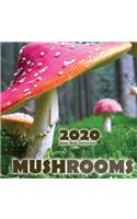 Mushrooms 2020 Mini Wall Calendar