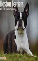 BOSTON TERRIERS WALL CALENDAR 2020