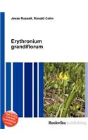 Erythronium Grandiflorum