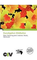 Eucalyptus Globulus