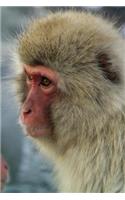 Portrait of a Japanese Macaque Monkey Journal: 150 Page Lined Notebook/Diary