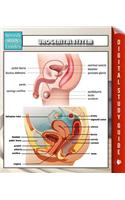 Urogenital System Speedy Study Guides