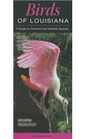 Birds of Louisiana