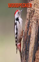 Woodpecker