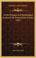 On The Phylogeny And Morphological Position Of The Terminal Buds Of Fishes (1903)