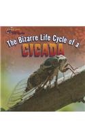 Bizarre Life Cycle of a Cicada