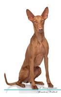 Pharaoh Hound Affirmations Workbook Pharaoh Hound Presents