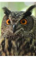 Owl Portrait Bird Journal: 150 Page Lined Notebook/Diary