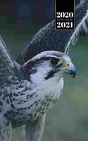 Falcon Hawk Bird Watching Ornithology Week Planner Weekly Organizer Calendar 2020 / 2021 - Dark Eyes
