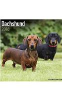 Dachshund Calendar 2018