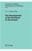 Development of the Perineum in the Human