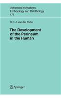 The Development of the Perineum in the Human
