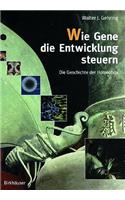 Wie Gene Die Entwicklung Steuern