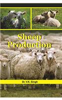 Sheep Production