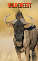 Wildebeest: Amazing Facts about Wildebeest